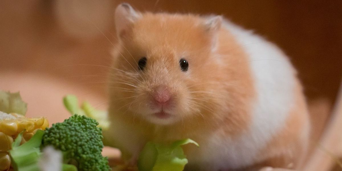 Niedlicher Goldhamster knabbert an vor Ihm liegenden Gemüse