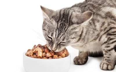 Katze nascht an Ihrer Futterschale mit Nassfutter