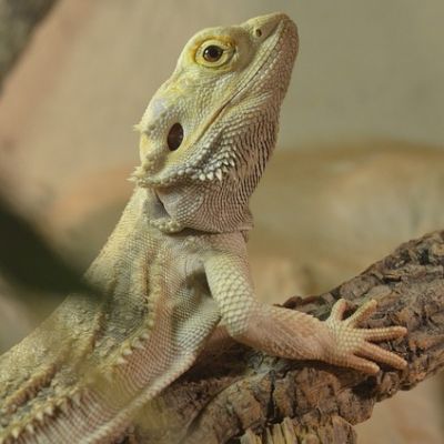 Eine Bartagame liegt auf einem Stein und gniest ein Sonnenbad.