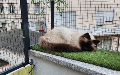 Heilige Birma Katze liegt gemütlich auf einem Stück Rasenteppich, auf einem durch Volierenzaun gesichertem Katzenbalkon
