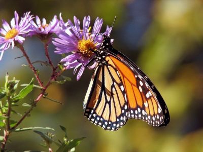 Ein Schmetterling sitzt auf einer Wildblume