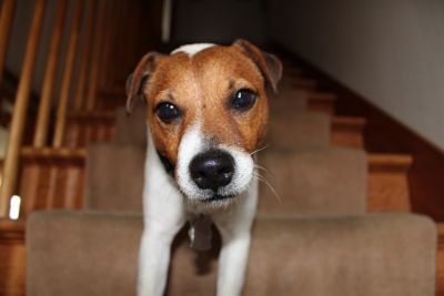 Jack Russel Terrier läuft eine mit Teppich belegte Treppe hinunter.