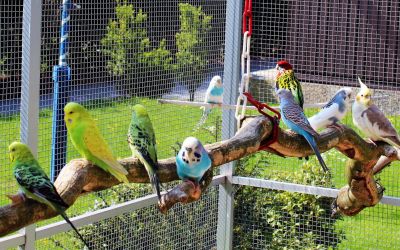 Mehrere Wellensittiche sitzen auf einem Ast in Ihrer großen Voliere