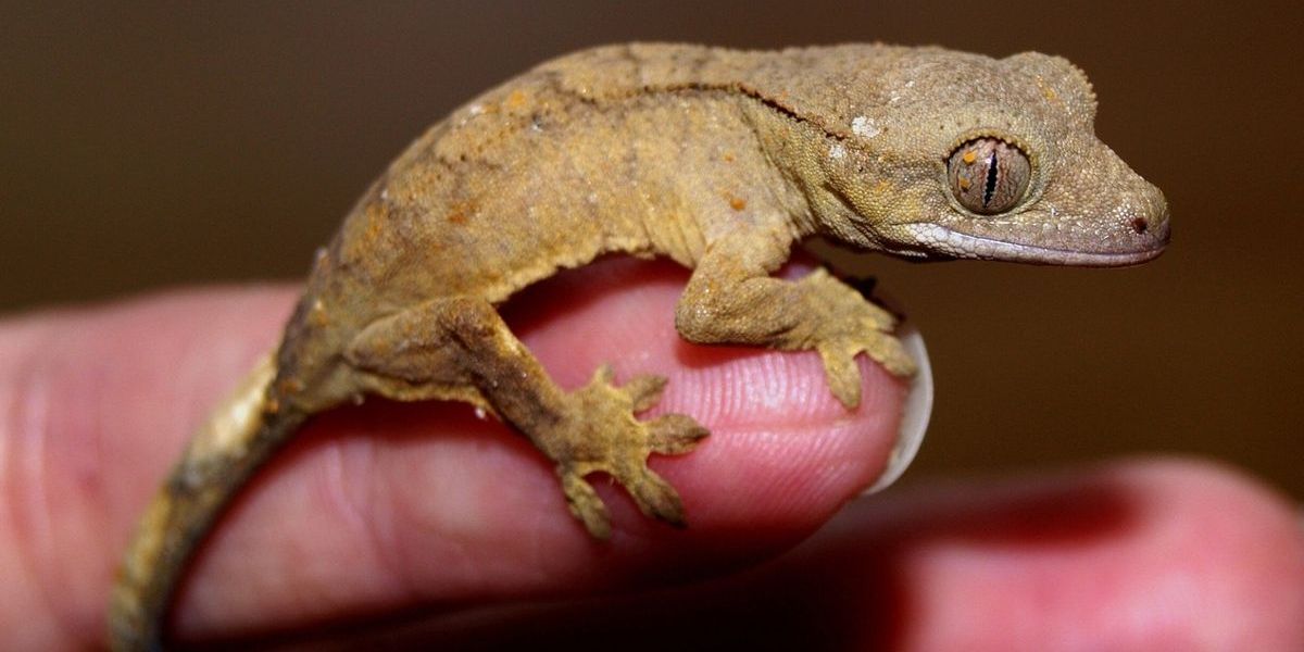 Kleiner Gecko sitzt auf einem Finger