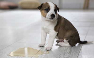 Kleiner Hund sitzt vor einer Pipi-Fütze, auf dem Fussboden eines Wohnzimmers