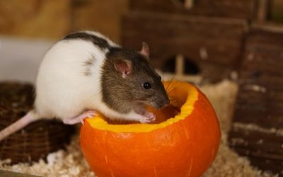 Eine Farbratte knabbert Obst