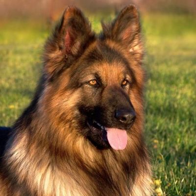 Deutscher Schäferhund