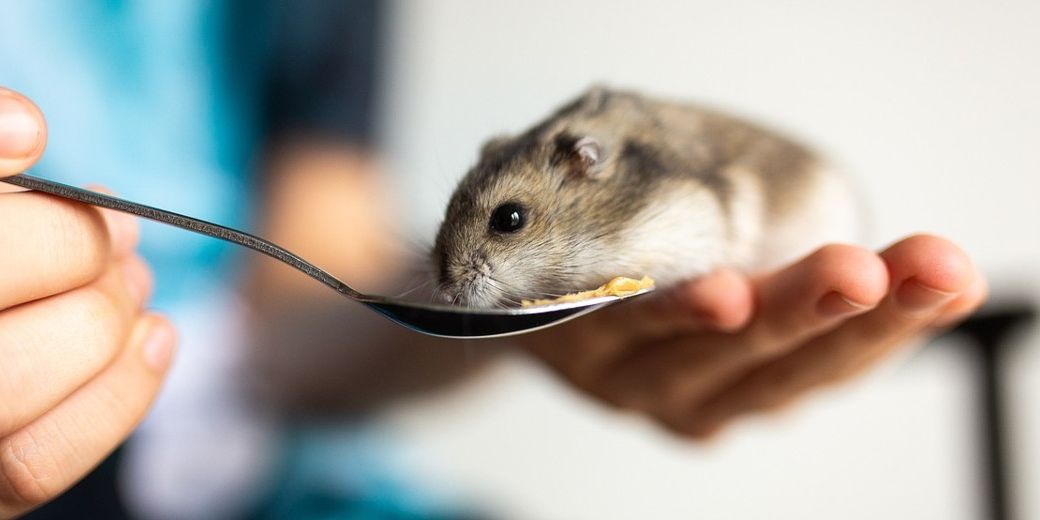 Ein Kranker Hamster erhält Medizin mit einem Löffel