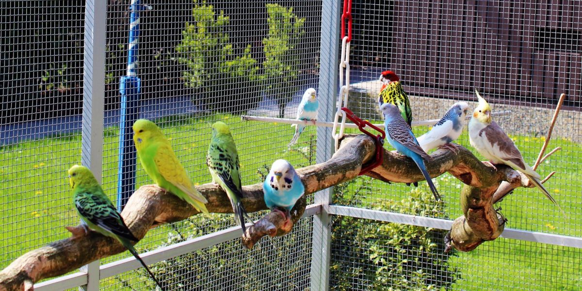 Wellensittiche sitzen auf einem Ast in der Voliere