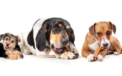 Drei Hunde kauen genüsslich Ihre Kauknochen 