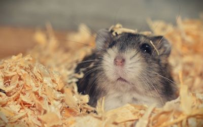 Niedlicher Hamster versteckt sich im Einstreu
