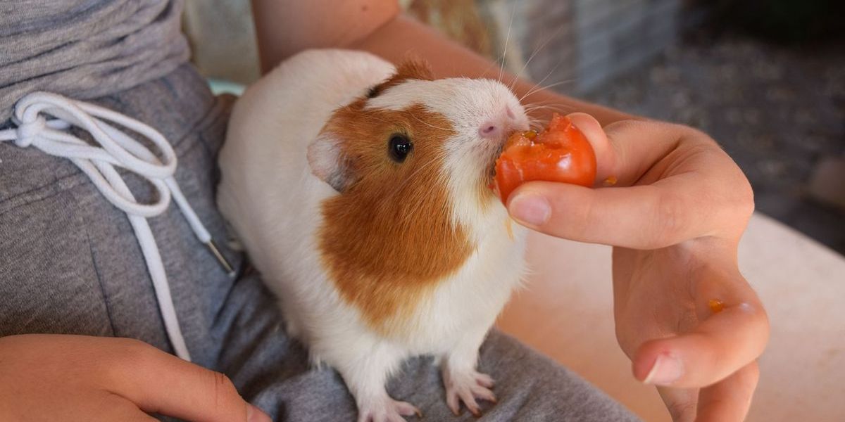 Niedliches Meerschweinchen frisst eine Tomate aus der Hand seines Menschen