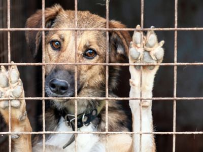 Tierheimhund steht hinter einem Gitter und wartet auf Adolption