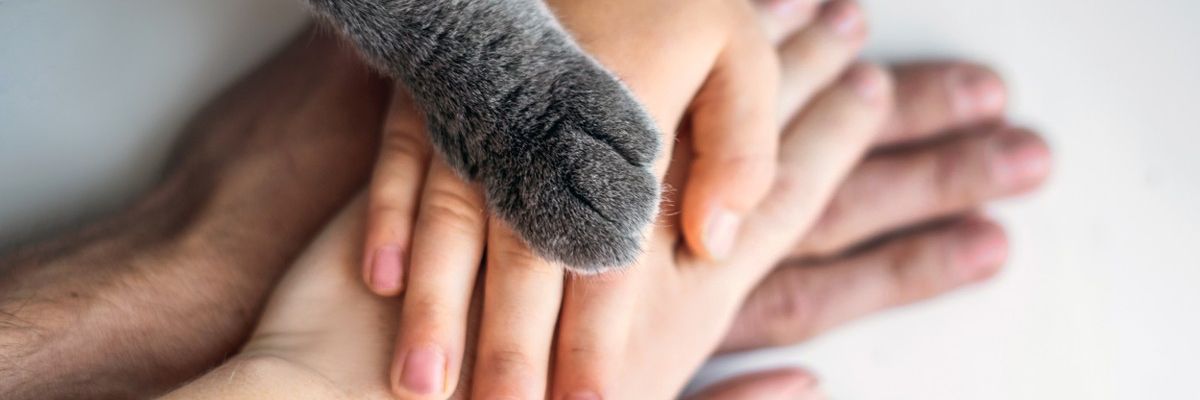 Die Hände der Familie und die pelzige Pfote der Katze als Team. Kampf für Tierrechte, Hilfe für Tiere