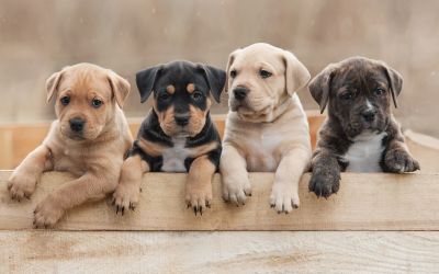 Vier neugierige Welpen in Ihrem Korb sitzend.