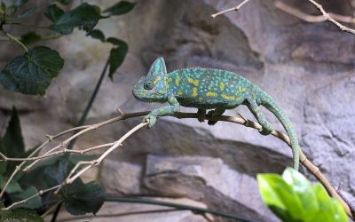 Kleines Chamäleon vor einer Felswand auf einem Ast sitzend.