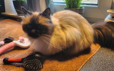 Hübsche Langhaarkatze wartet darauf gebürstet zu werden.