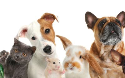 Verschiedene Haustiere