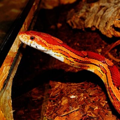 Eine Kornnatter schlägelt sich über den Boden eines Terrariums