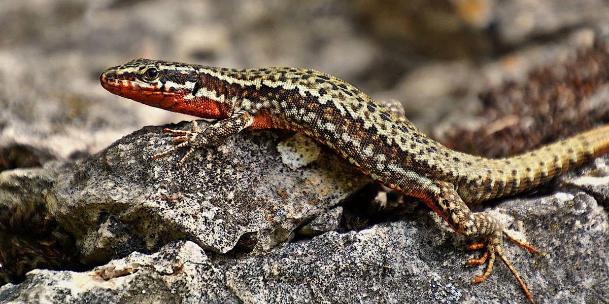 Kleine Mauereidechse auf der Lauer nach Insekten