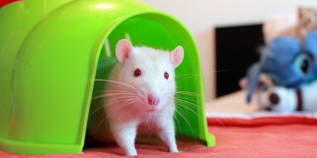 Ratte ausserhalb des Käfigs mit einer grünen Höhle aus Kunststoff.