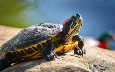 Rotwangen-Schmuckschildkröte