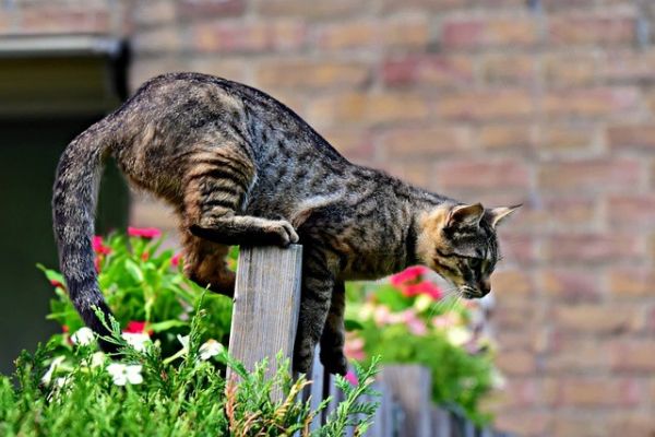 Eine Katze überwindet einen hohen Gartenzaun
