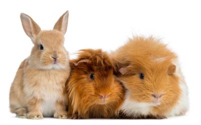 Kanichen, Hamster, Meerschweinchen, Vögel & Co.