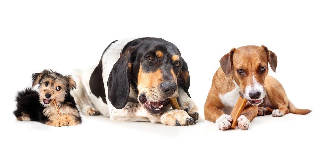 Drei Hunde kauen genüsslich auf Ihren Kauknochen