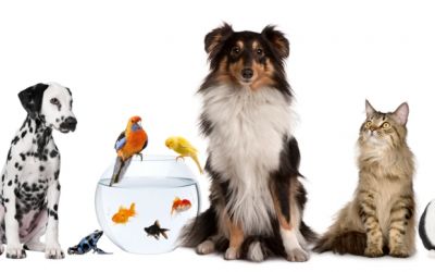 Kollage verschiedener Arten von Haustieren - Katze, Hund, Frettchen, Kaninchen und Meerschweinchen