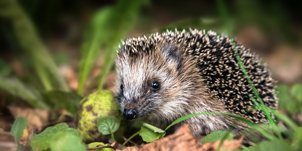 Ein kleiner Igel versteckt sich im Unterholz