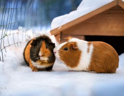 Zwei Meerschweinchen genießen die Wintersonne in Ihrem verschneiten Gehege.