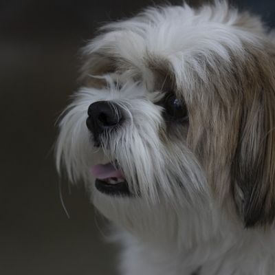 Shih Tzu