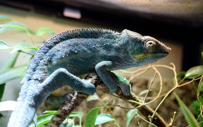 Kleines Chamäleon vor einer Felswand auf einem Ast sitzend.