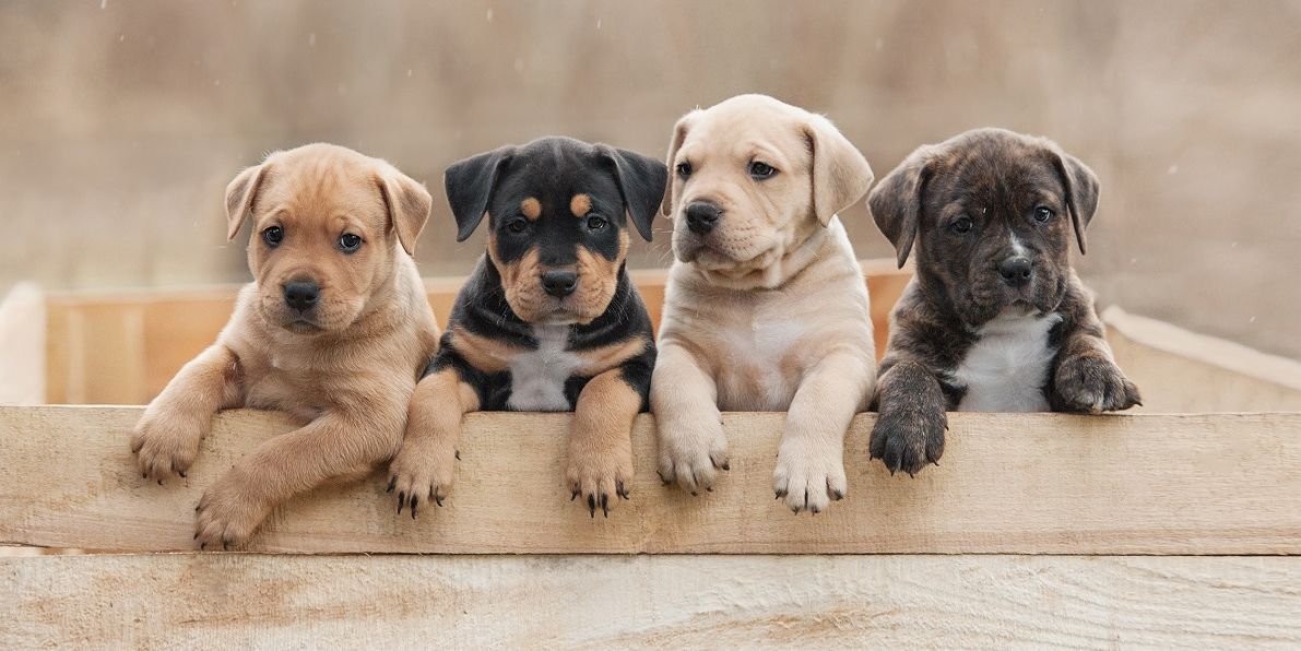 Vier Welpen in einem Korb sitzend.