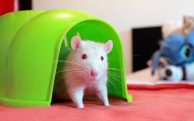 Albino-Ratte steht in einer grünen Höhle aus Kunststoff