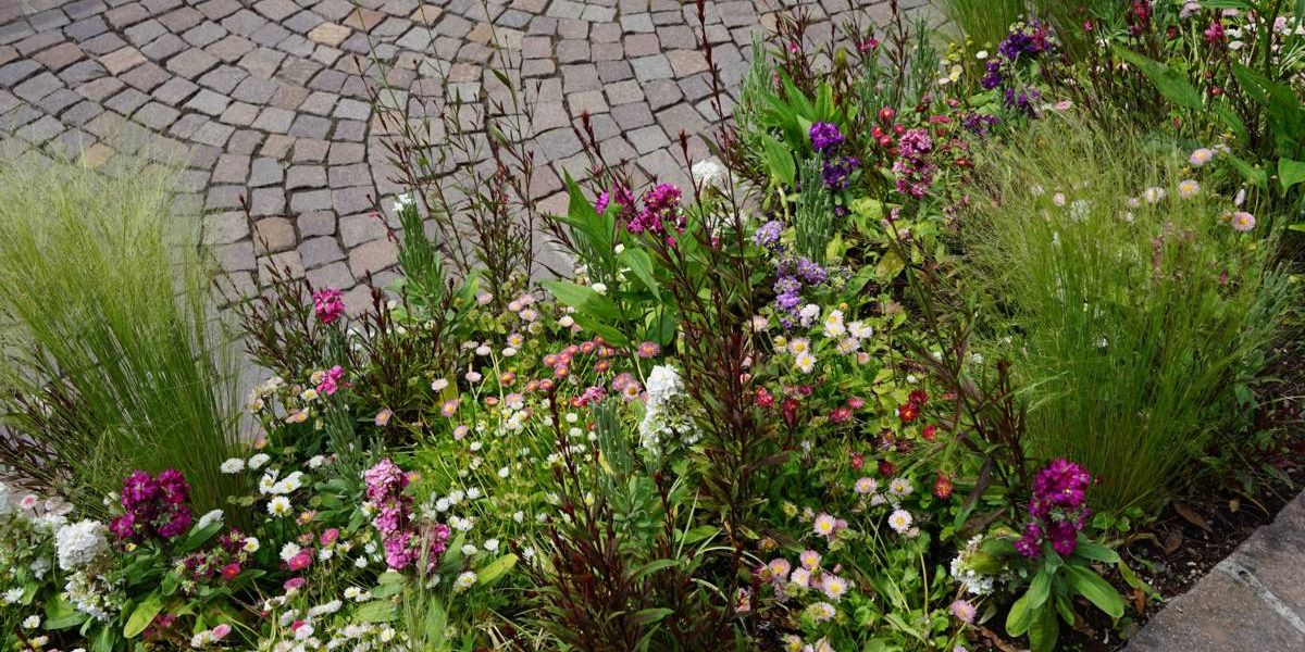 Wildblumenbeet mit verschiedenen Wildblumen als Lebensraum für Insekten